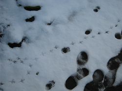 snow_100202_2.jpg
